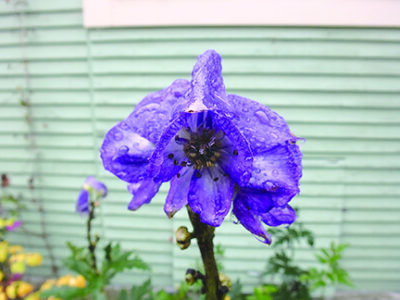 Fall blooming monkshood is a poisonous beauty