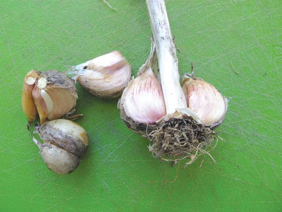 In praise of garlic