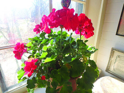 I am grateful for bright red geraniums on my windowsills