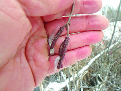 Alder catkins provide seeds now