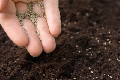 hand planting the seeds into the ground