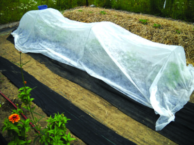 Row cover with hoops helps to keep insects off and keep plants warm