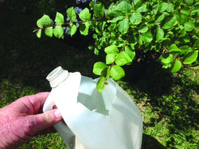 Catching Japanese beetles with a milk jug and soapy water