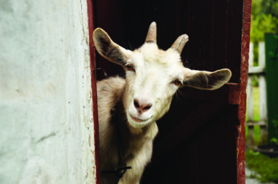 goat looking around a corner