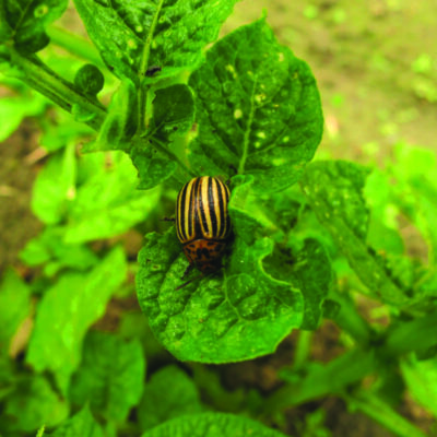 Hand pick Potato beetles and look for orange egg masses on underneath side of leaves