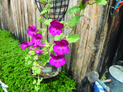 pink flowers on a vine