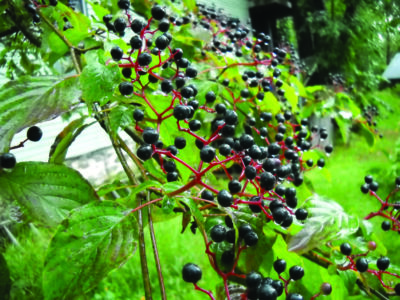 pagoda dogwood plant close up with berries