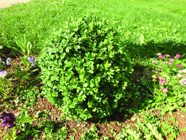 young boxwood bush in garden, trimmed to round shape