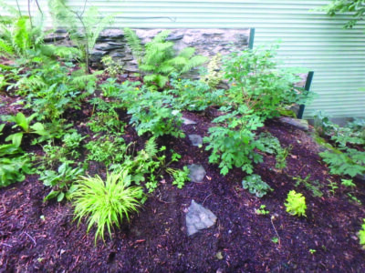 garden bed of young plants