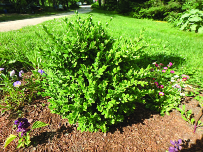 small boxwood bush in front yard garden, needs a pruning