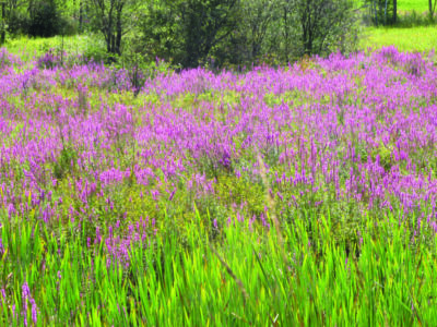 field of tall purple flowers