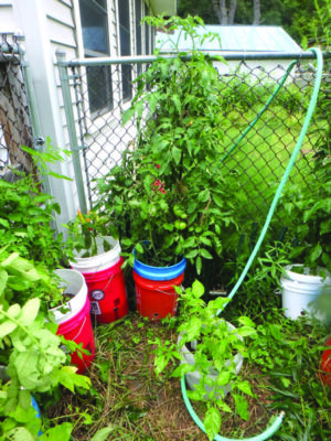 buckets growing tomato plants beside house and wire fence