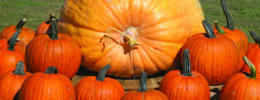 giant pumpkin surrounded by smaller pumpkins in grassy field