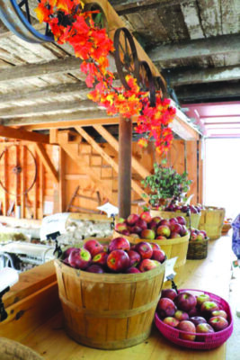 apples in wooden bushel baskets on counter, in farmstand