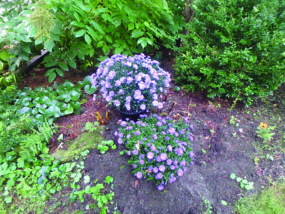 plants with purple flowers ready to be planted in garden