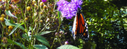 Monarch butterfly hanging off ironweed flower on sunny day