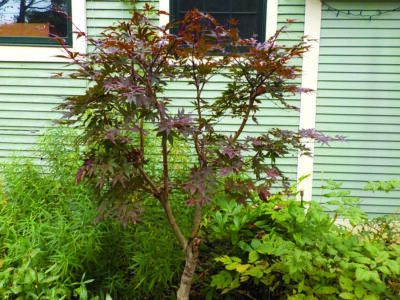 Japanese maple tree in front of house