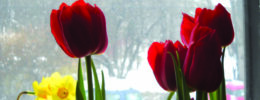 red and yellow tulips growing indoors, sitting in window, outside snow