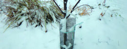 small tree in snow, fencing wrapped around base
