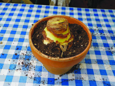 amaryllis bulb in small clay pot covered to top inch of bulb