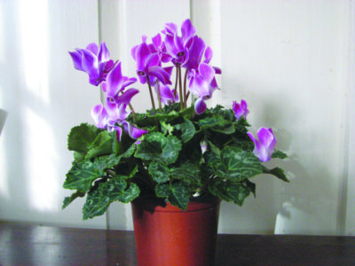 Purple flowered plant with dark bushy leaves, in pot on table inside