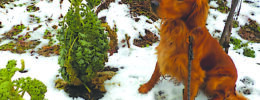 dog on leash sitting in snowy yard beside kale plants