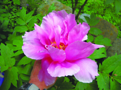 This tree peony had 10-inch-wide blossoms. Photo by Henry Homeyer.