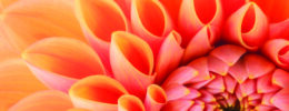 extreme close up, orange flower petals, chrysanthemum