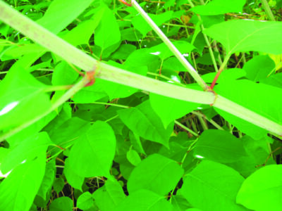 Japanese knotweed is an attractive plant, but nearly impossible to get rid of. Courtesy photo.