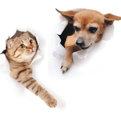 a cat and a dog tearing through a white paper background