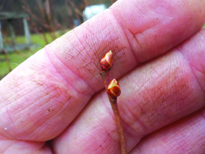 hand holding small buds of blueberry plant