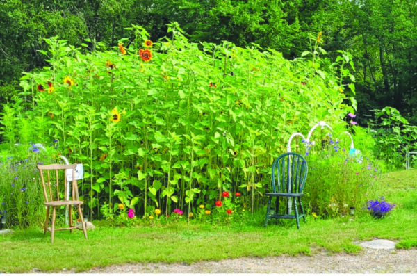 sunflower patch growing tall, 2 chairs set out in front 