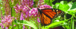 monarch butterfly resting on flowers in garden