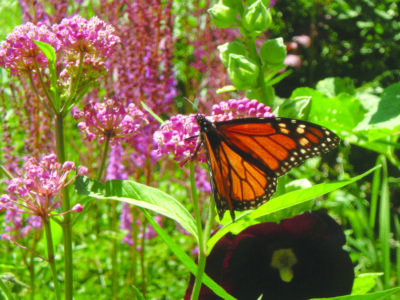 monarch butterfly resting on flowers in garden