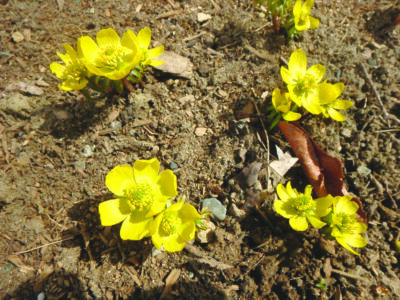 small yellow flowers coming up in the spring dirt