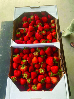 cardboard boxes of fresh strawberries at farm