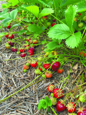 picked strawberries on ground beside bushes