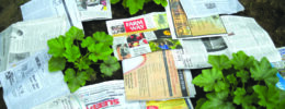 sheets of newspaper placed around young outdoor plants in garden bed
