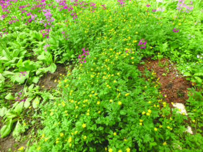 yellow and purple flowering plants growing across a yard