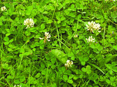 clover growing in the grass