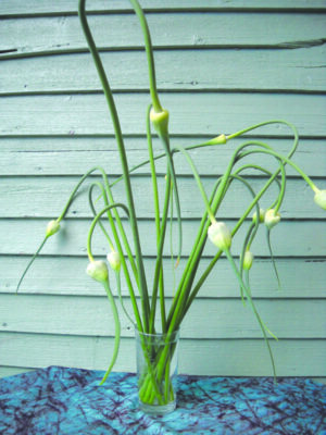 garlic scapes growing next to side of wooden building