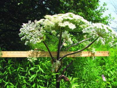 large flowering plant with woody stalk and clumps of white flowers