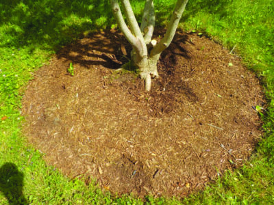 tree trunk in the middle of a circle of mulch, separating it from the lawn