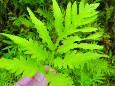 fingers holding leafy fern