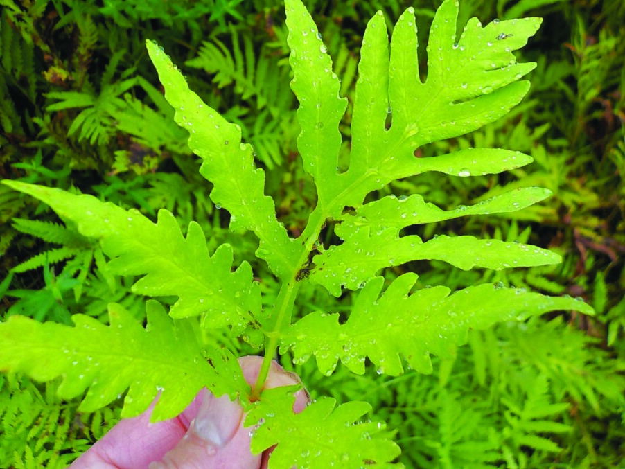 Is it time to include ferns in your garden?