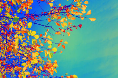 Colorful fall tree leafs against sky, vintage background