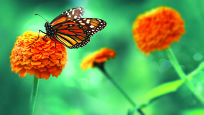 Monarch orange butterfly and bright summer flowers on a backgro