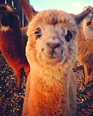 front view of an alpaca looking at camera, more alpacas in the background