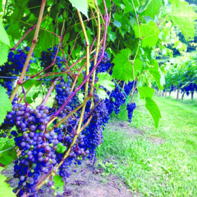 bunches of grapes on hanging vines