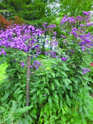 tall plants staked up in garden, purple flowers